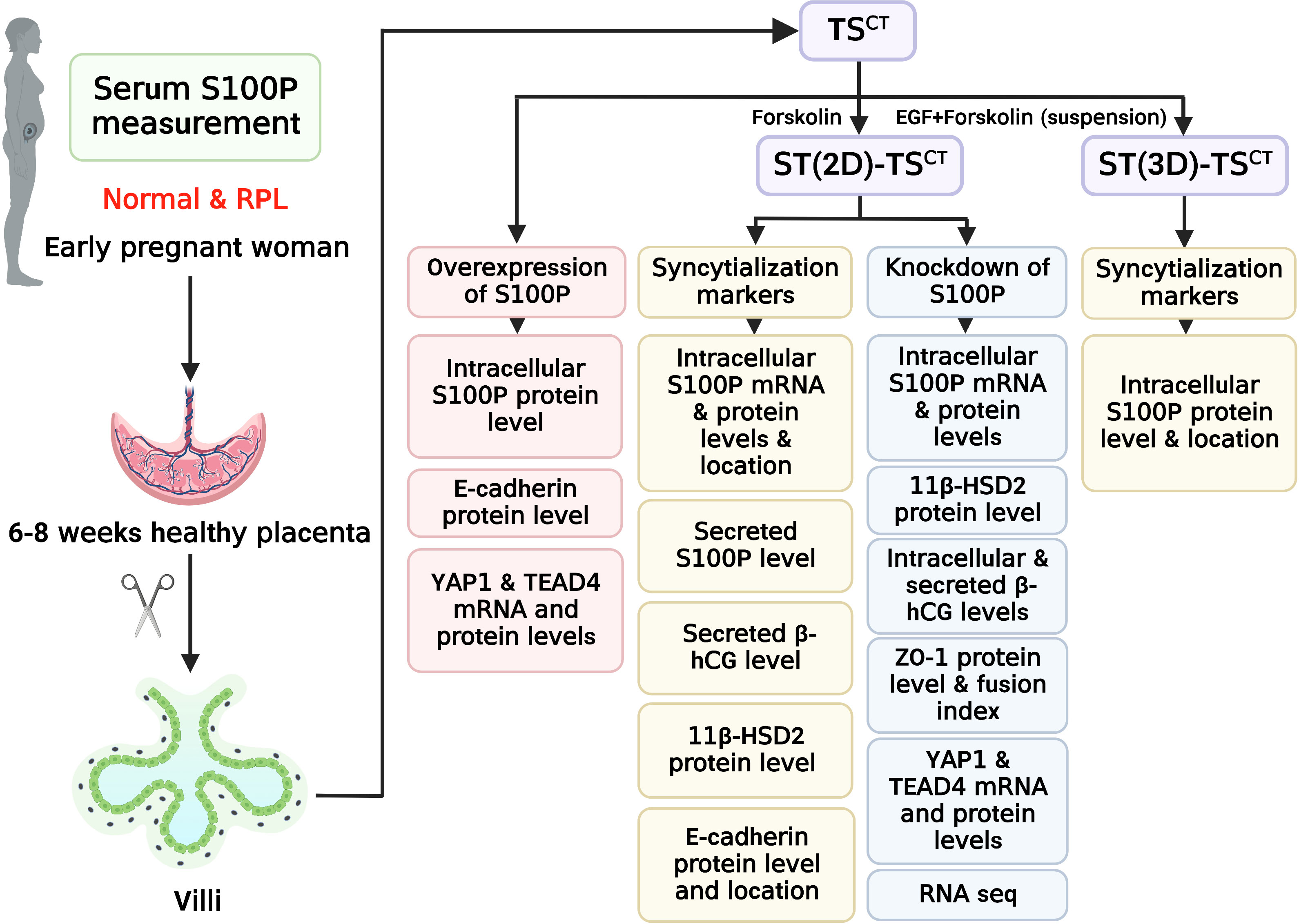 Relationships between homeoprotein EGAM1C and the expression of the  placental prolactin gene family in mouse placentae and trophoblast stem  cells in: Reproduction Volume 141 Issue 2 (2011)