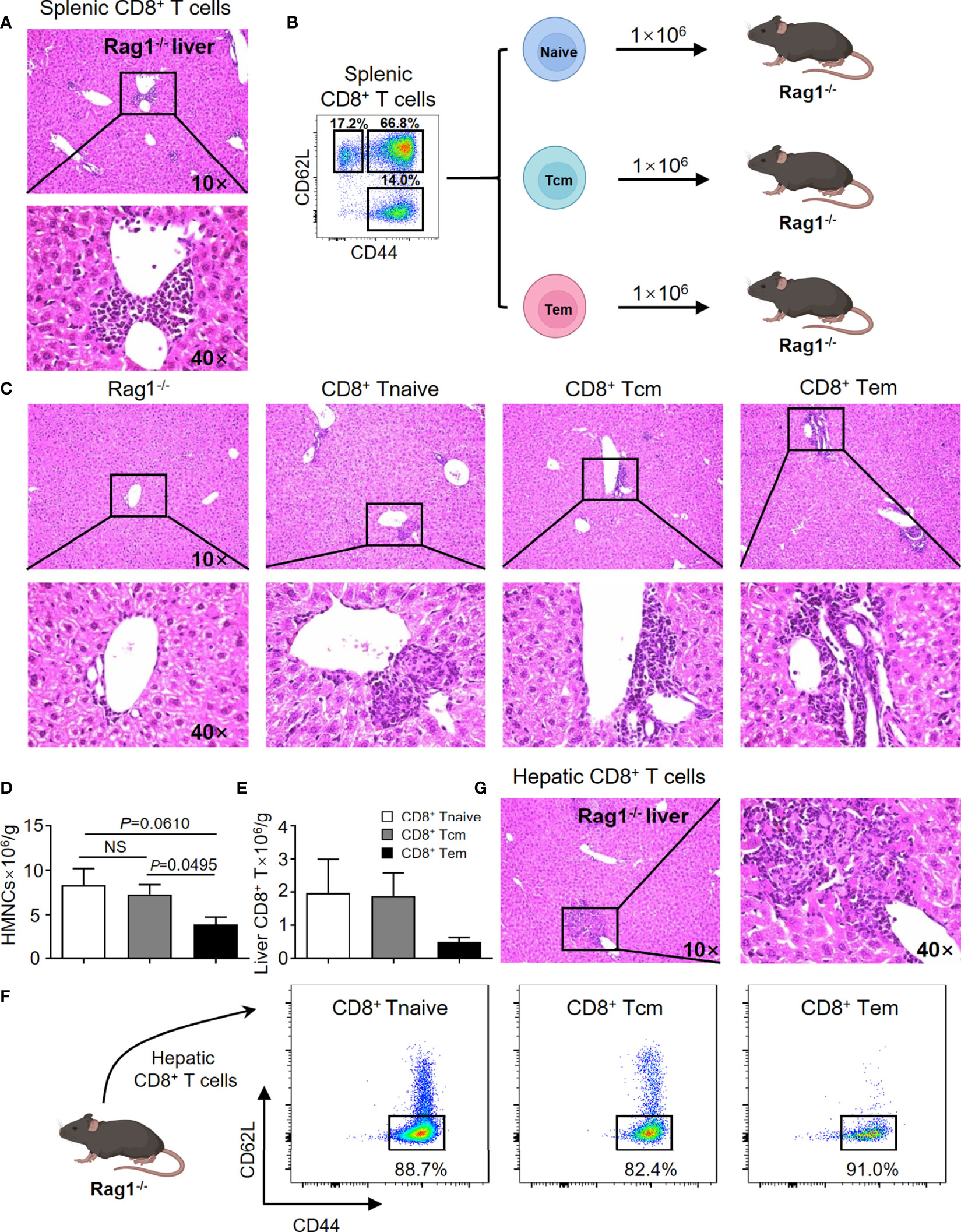 Frontiers | Single-Cell Characterization of Hepatic CD8+ T