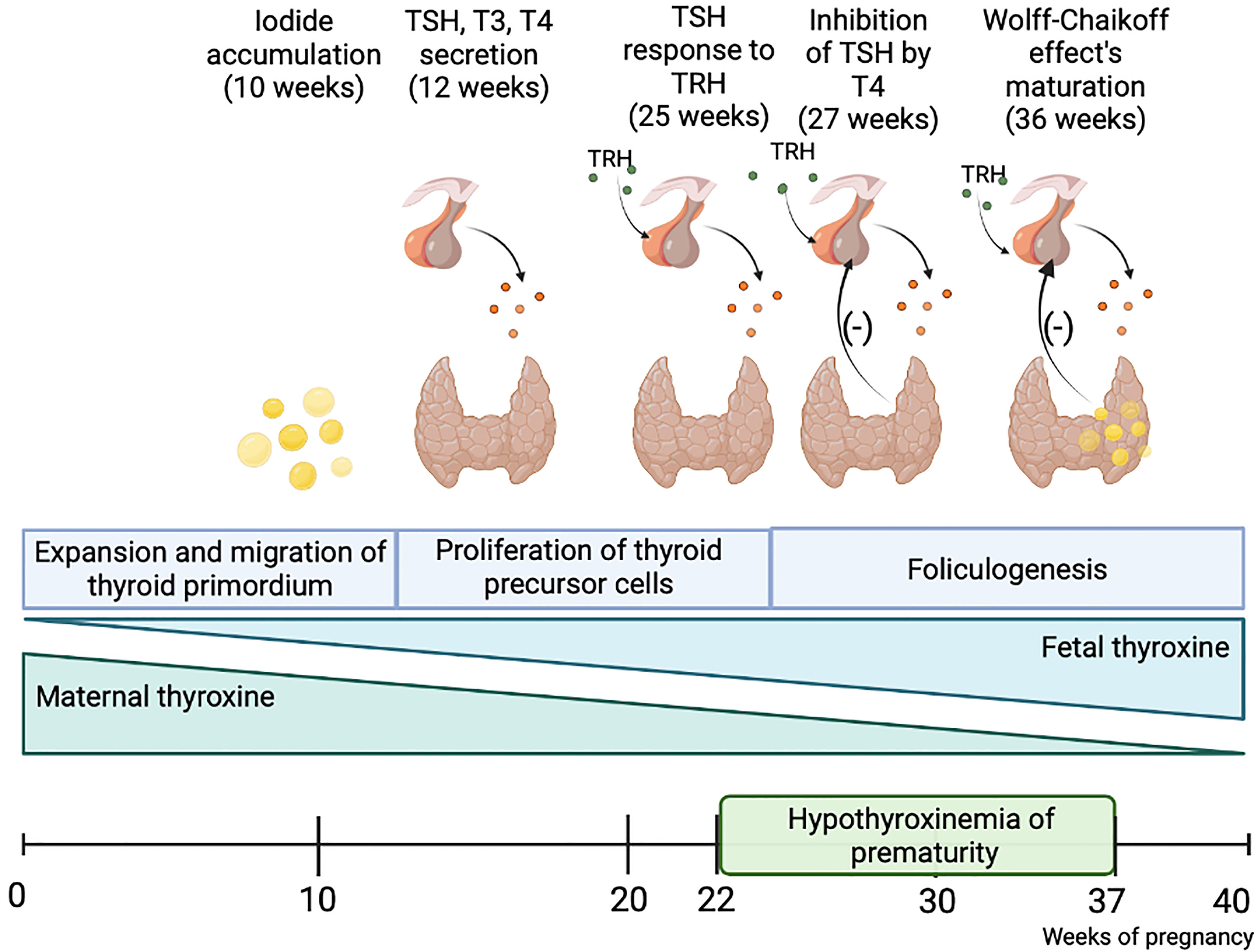 Thyroid Hypoplasia as a Cause of Congenital Hypothyroidism in