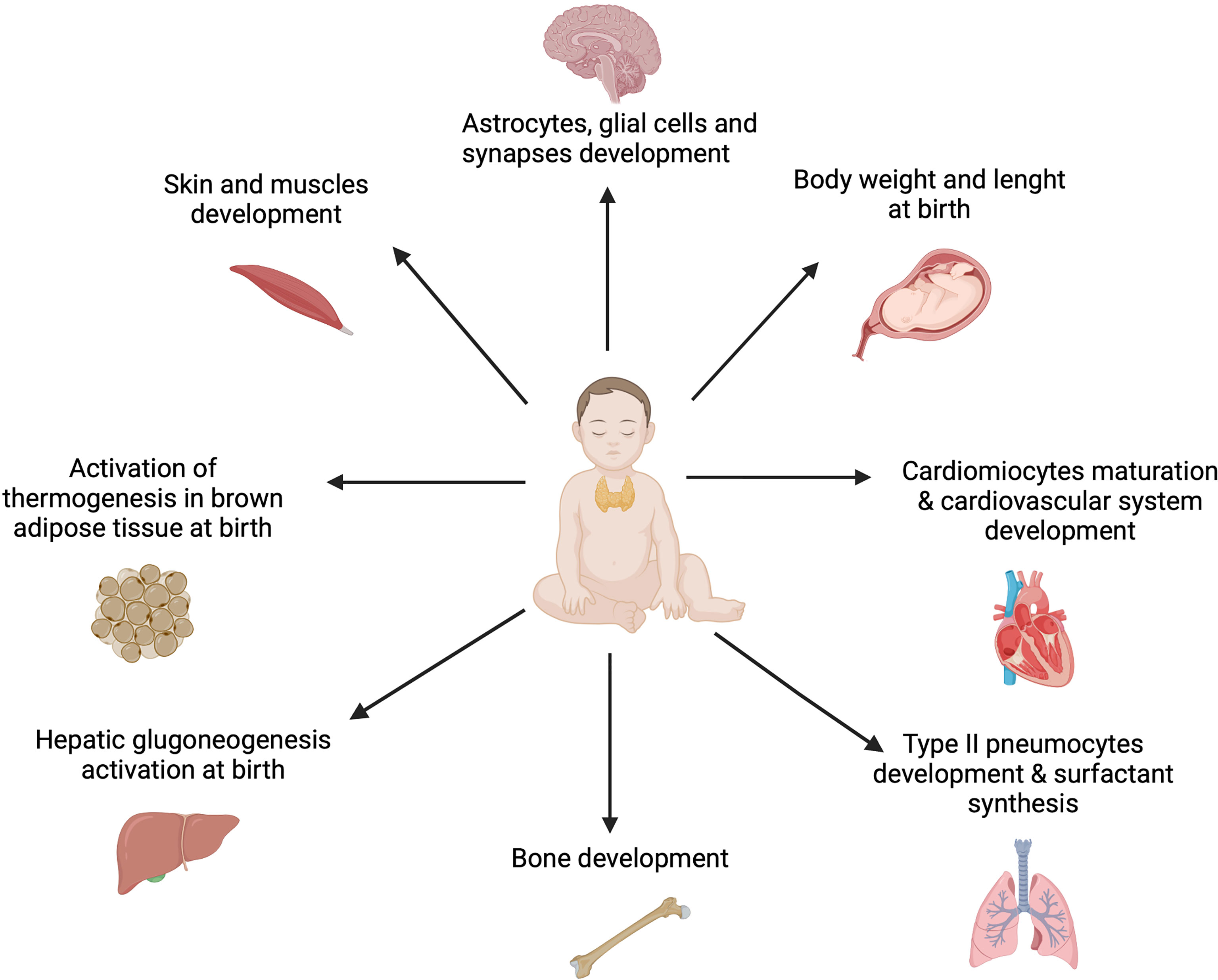 Thyroid Hypoplasia as a Cause of Congenital Hypothyroidism in