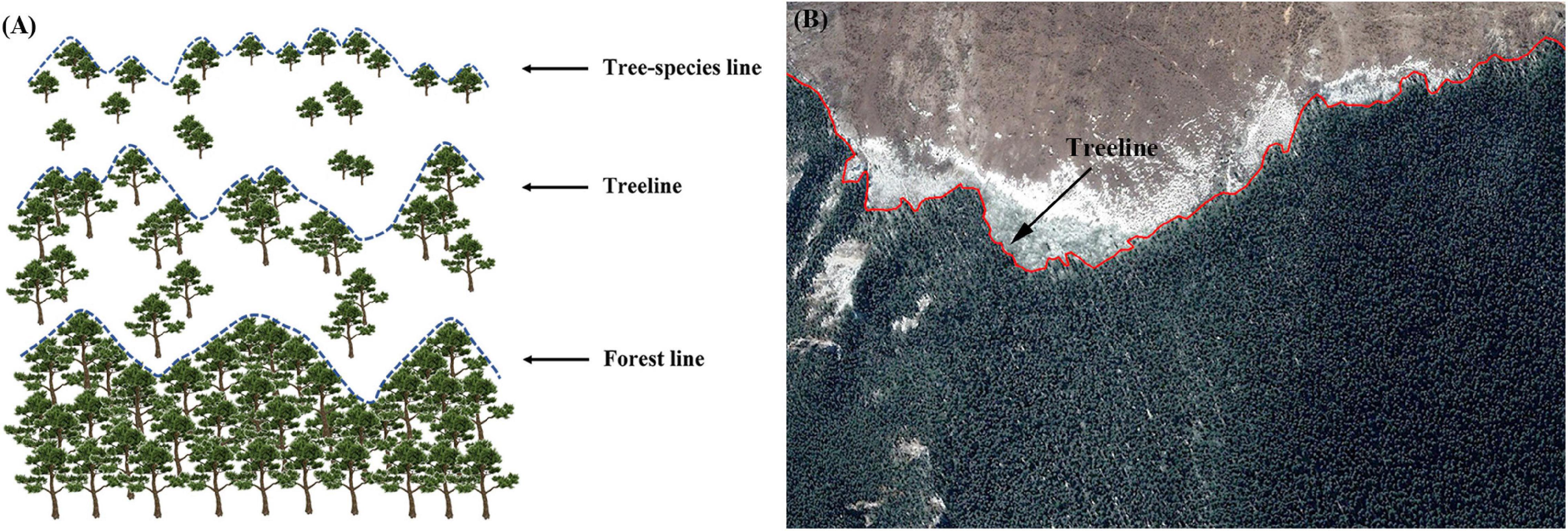 Frontiers  Alpine Treeline Dynamics and the Special Exposure Effect in the  Hengduan Mountains