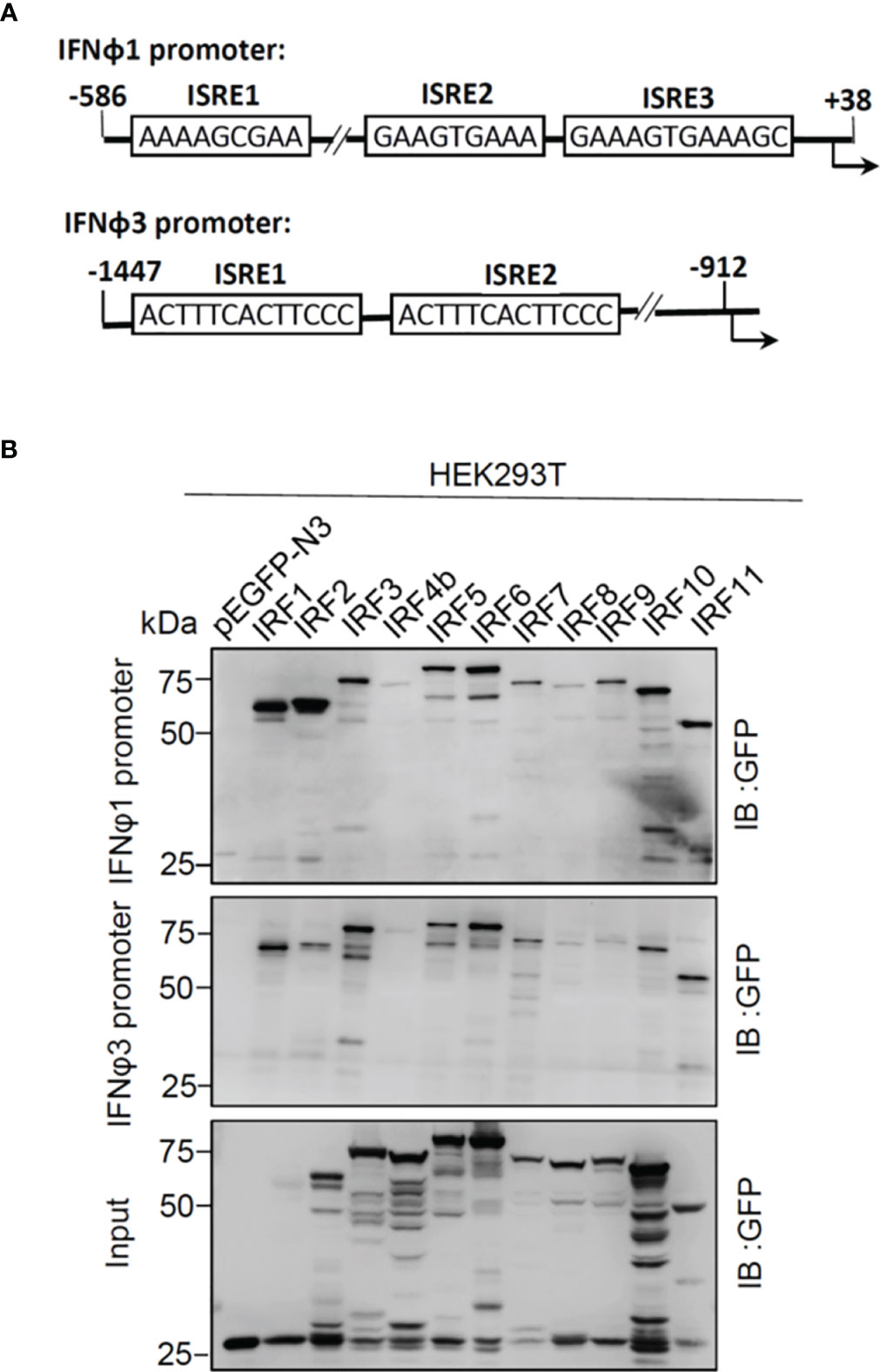Frontiers | Promoter Binding and Nuclear Retention Features Frontiers | Promoter Binding and Nuclear Retention Features