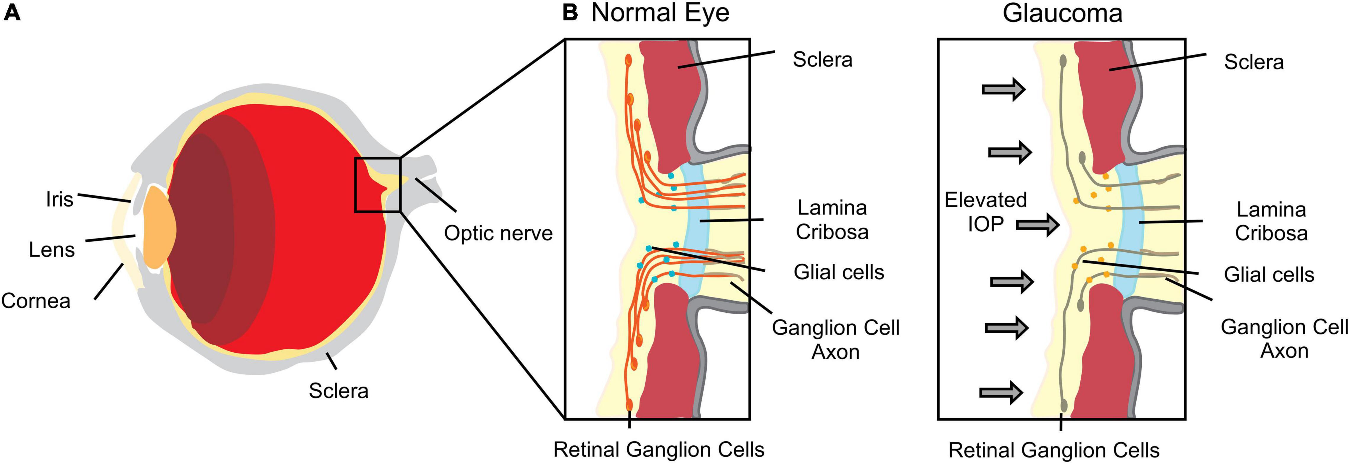 Frontiers  Exploring the Retinal Binding Cavity of