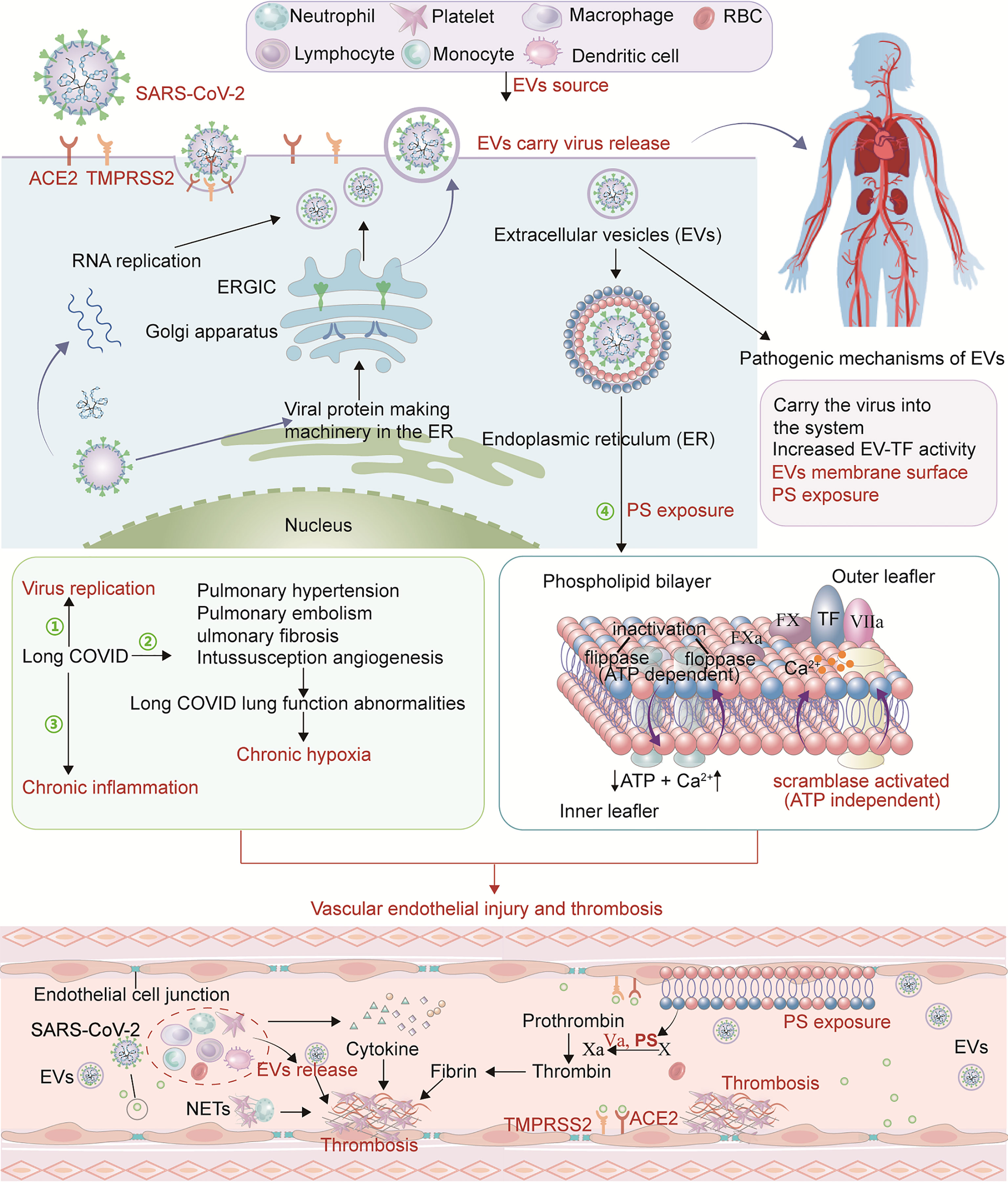 Frontiers  Cognitive impairment after long COVID-19: current evidence and  perspectives