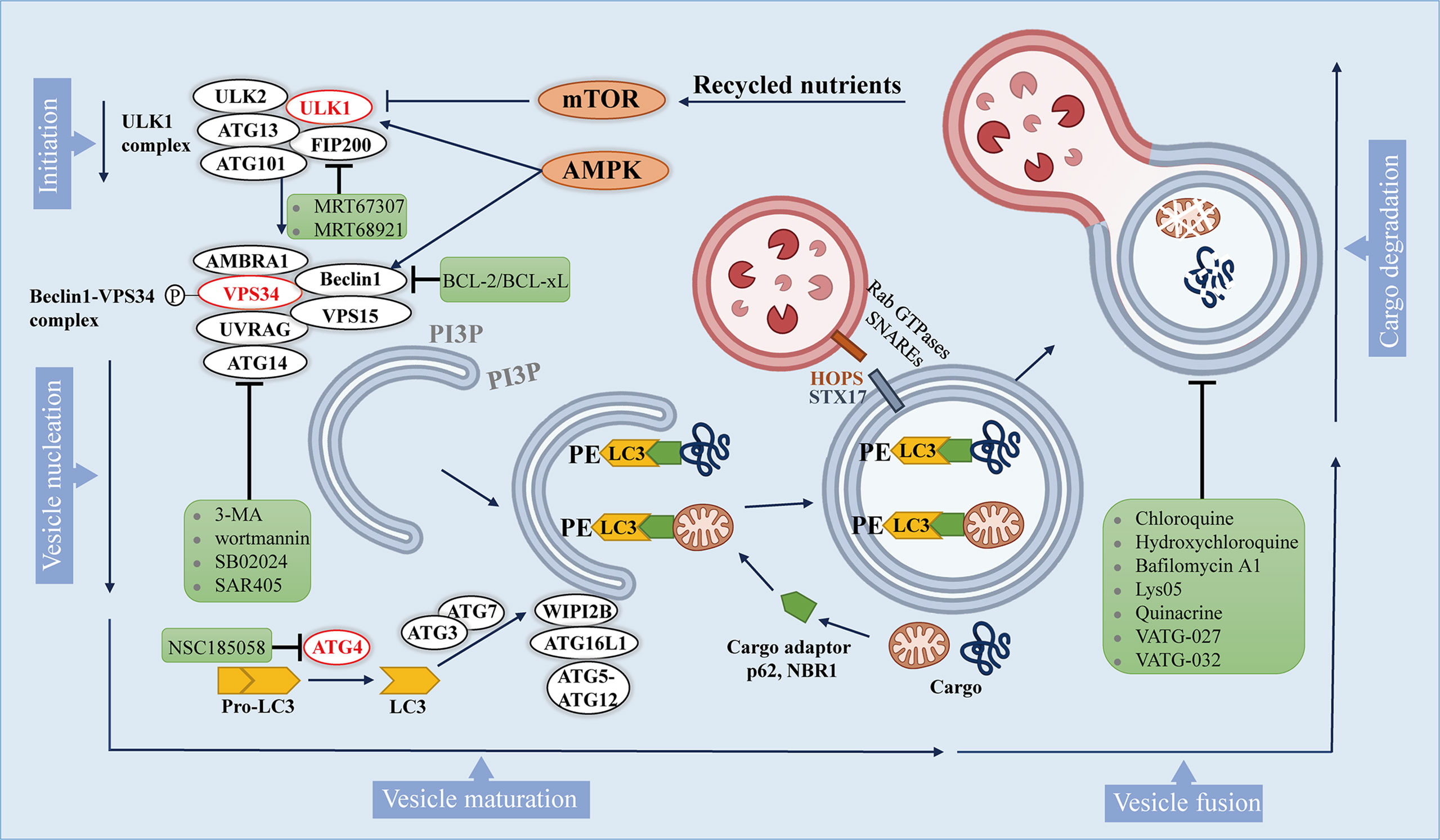 Frontiers | Recent Advances of Autophagy in Non-Small Cell Lung Frontiers | Recent Advances of Autophagy in Non-Small Cell Lung