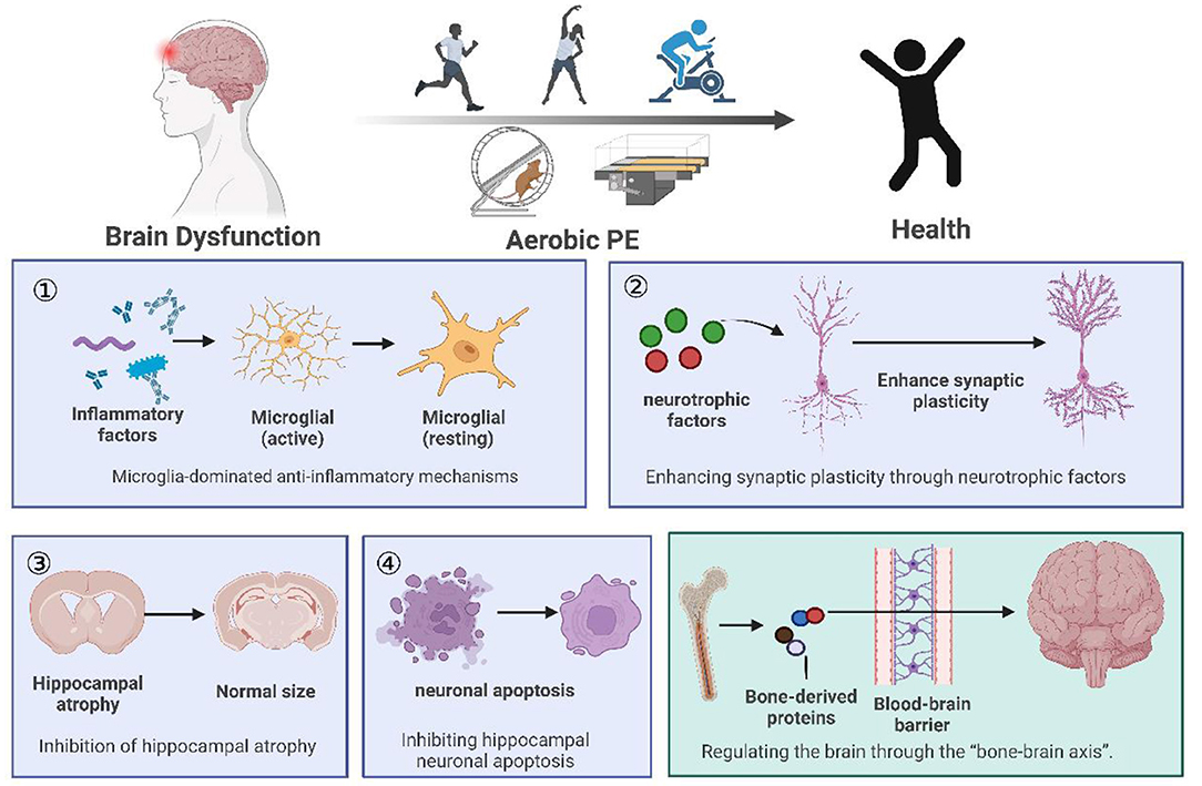 Introduction to Aerobic Exercise - Penn State College of Medicine