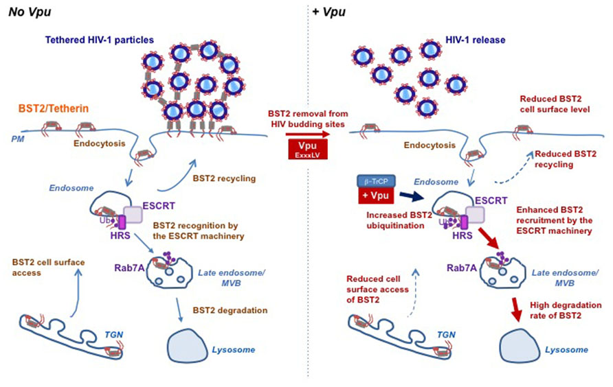 Human immunodeficiency. Human Immunodeficiency virus 1+2. Uman Immunodeficiency virus. The roles of HPV e2 Protein in Cell Transformation. VPR/VPU HIV.