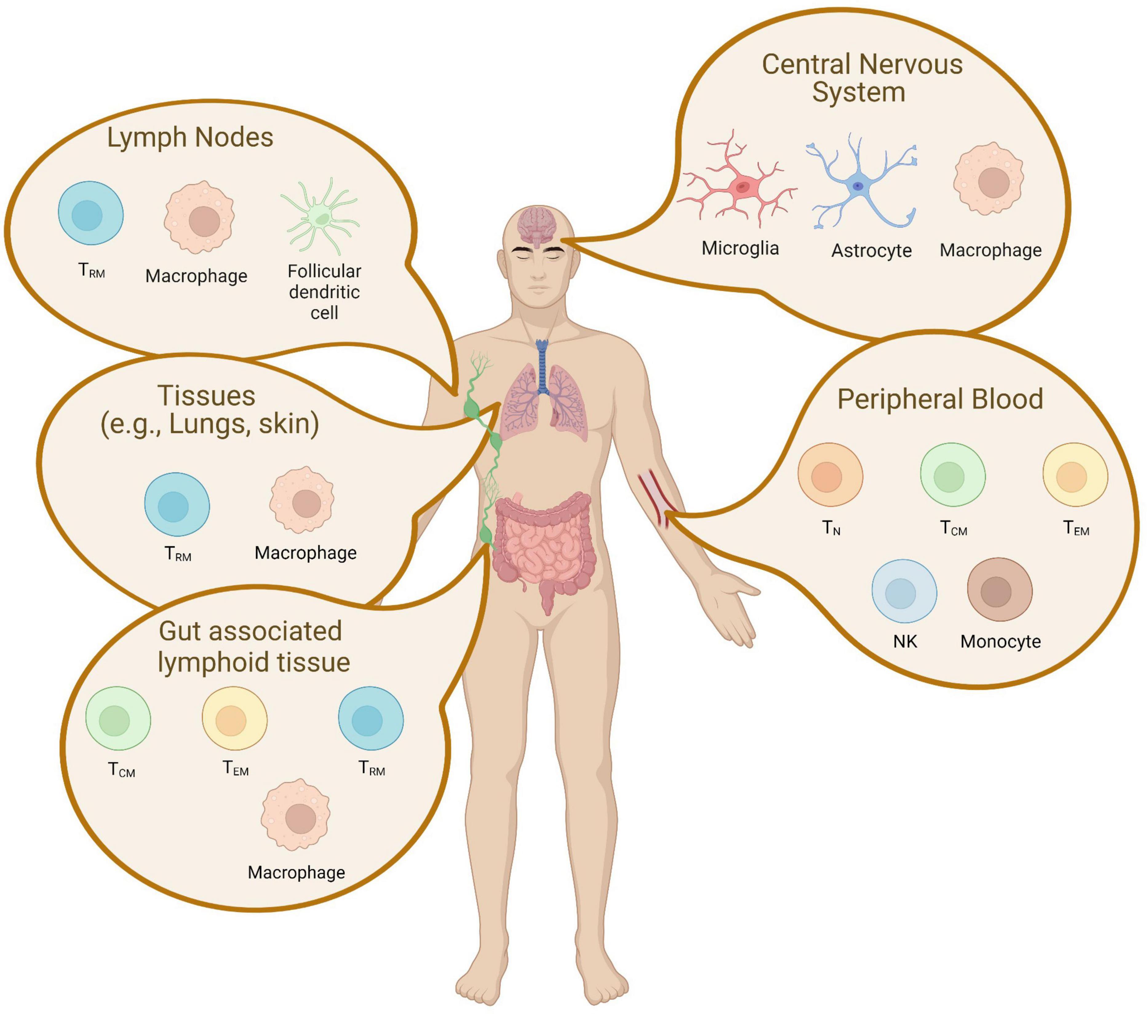 Metabolism of the Human Immunodeficiency Virus Type 1 Reverse