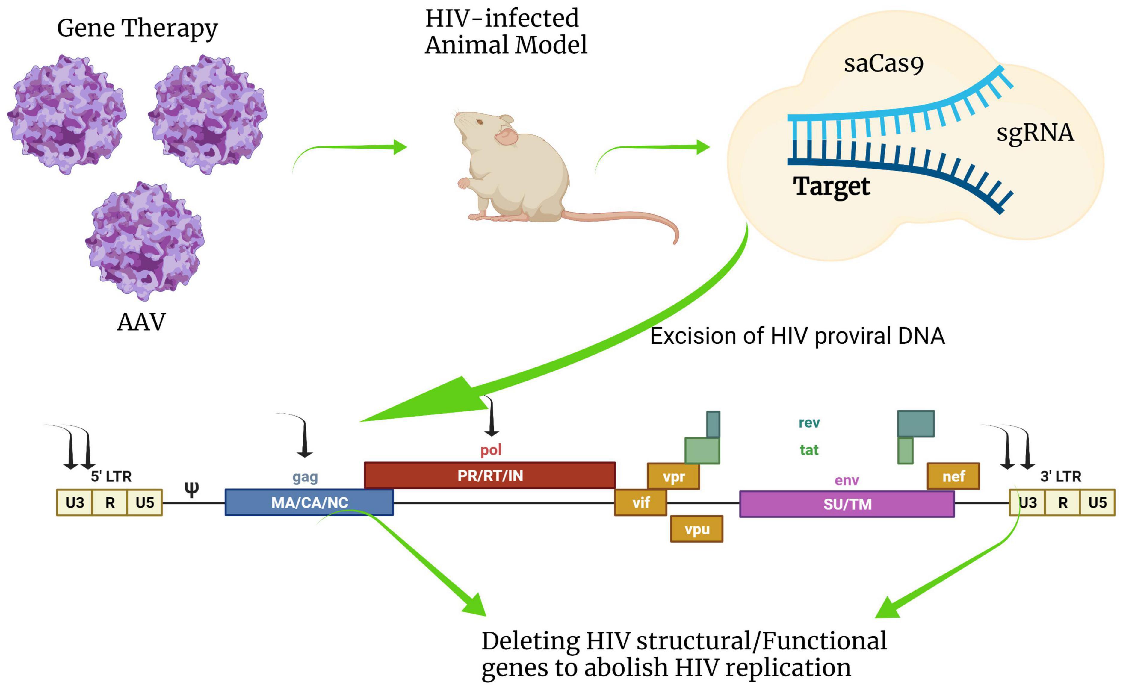 Using CRISPR CAS Technology in the Wheat Genome PTTX. Human immunodeficiency virus 1