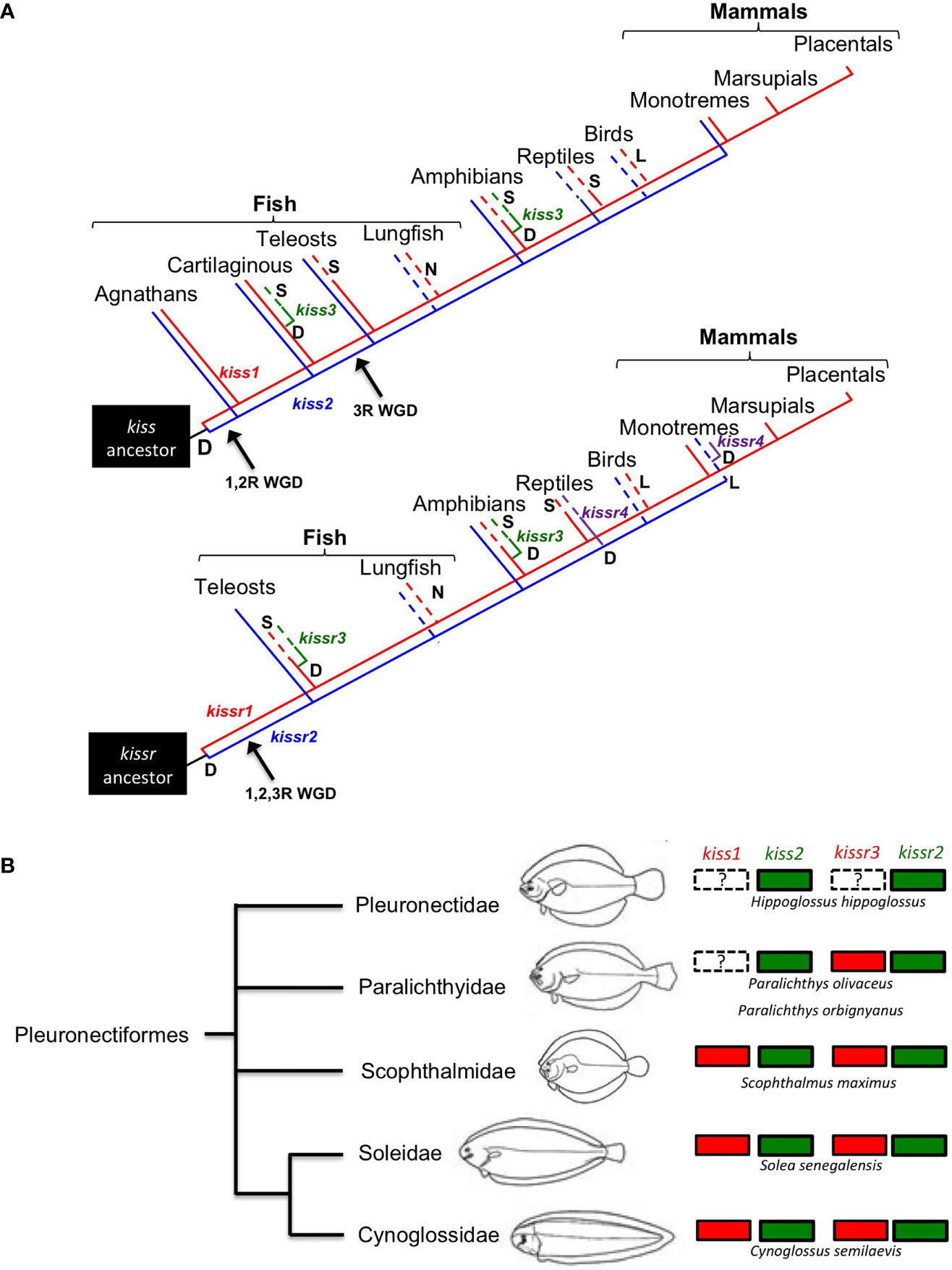 Frontiers  New insights on single-neuron selectivity in the era