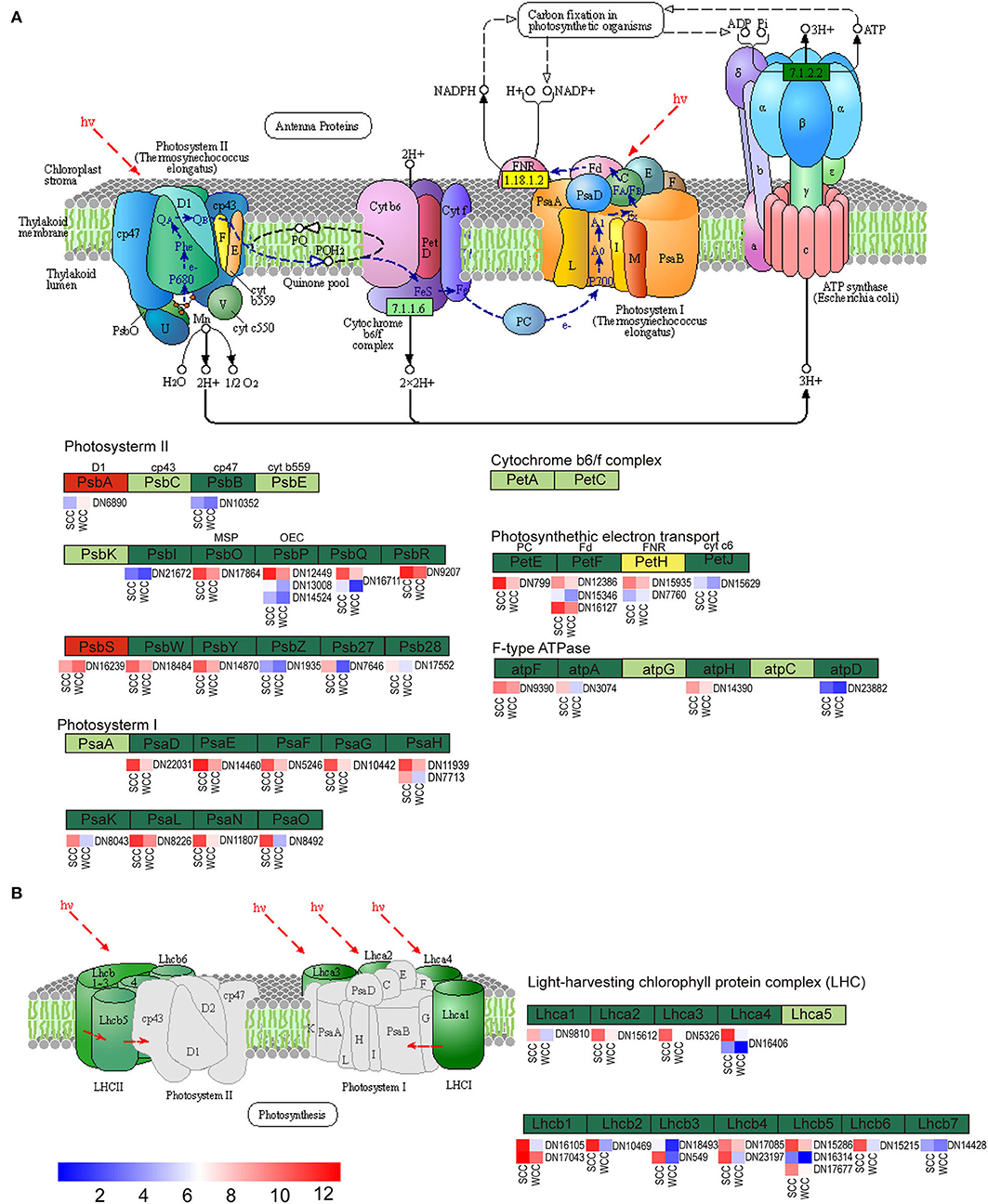 Frontiers | Transcriptome and Metabolome Analyses Reveal 