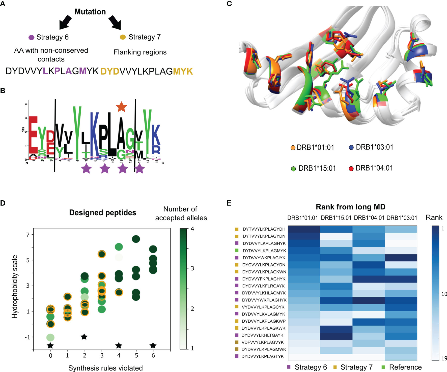 Frontiers  Multiple-Allele MHC Class II Epitope Engineering by a Molecular  Dynamics-Based Evolution Protocol