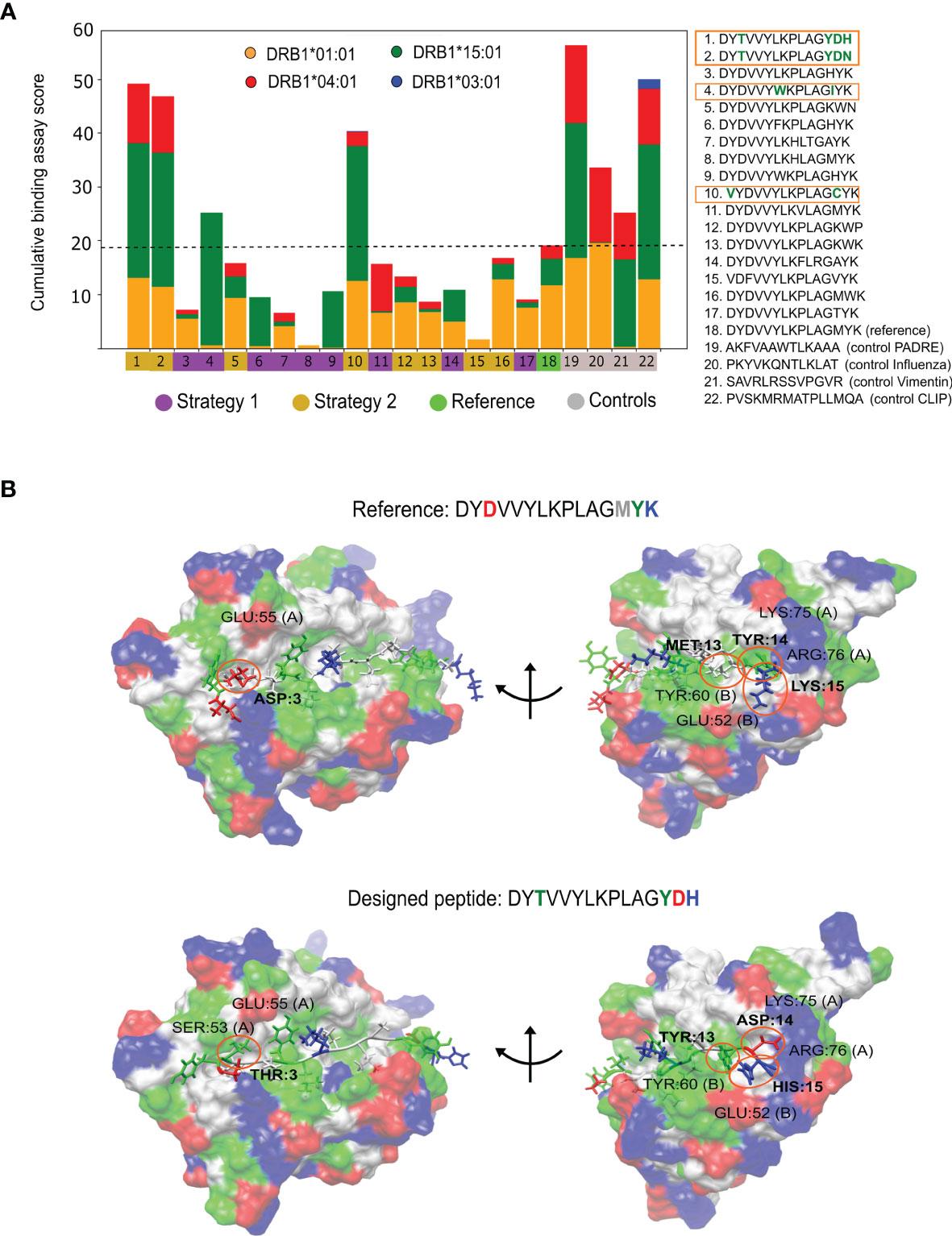 Frontiers  Multiple-Allele MHC Class II Epitope Engineering by a Molecular  Dynamics-Based Evolution Protocol