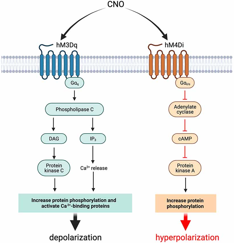 Frontiers  DREADDs in Epilepsy Research: Network-Based Review