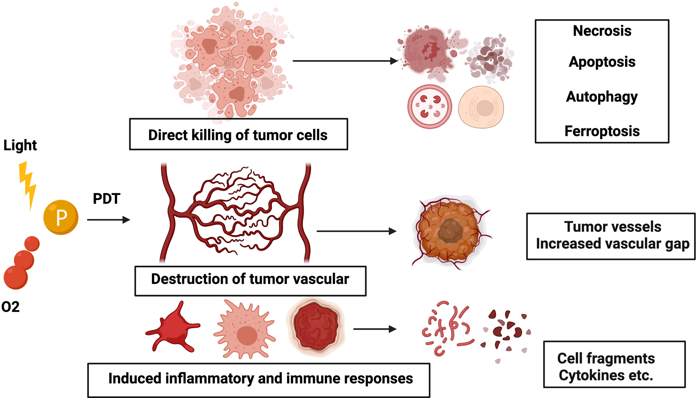 Frontiers The Role Of Photodynamic Therapy In Triggering Cell Death 