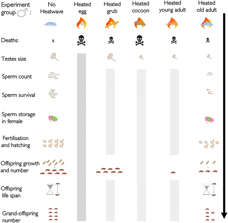 Figure 2 - Heatwaves can impact a series of traits in male insects, which vary depending on the life stage exposed.