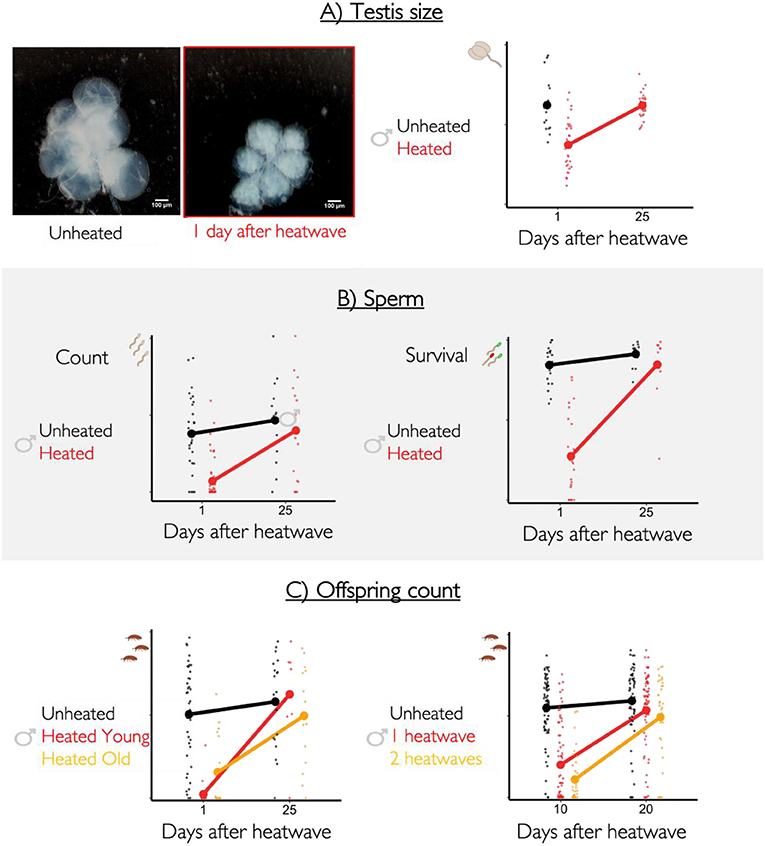 Figure 3 - The reproductive functions of male beetles can recover after heatwave damage.