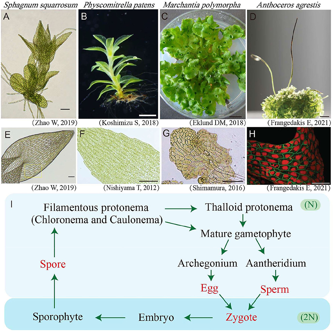 Researchers develop new method to analyze proteins in ecologically  significant moss