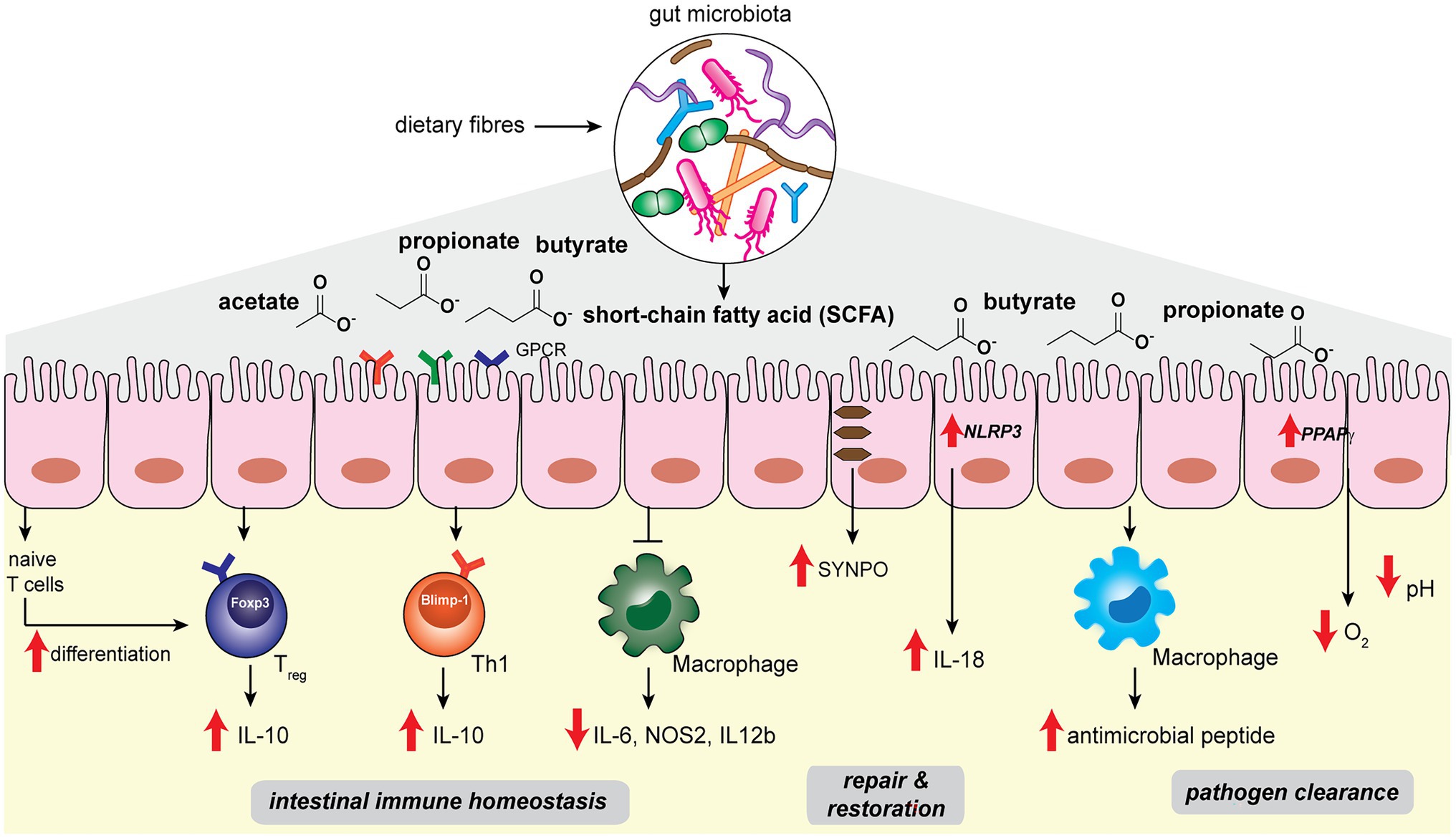 Frontiers  The interaction between dietary fiber and gut