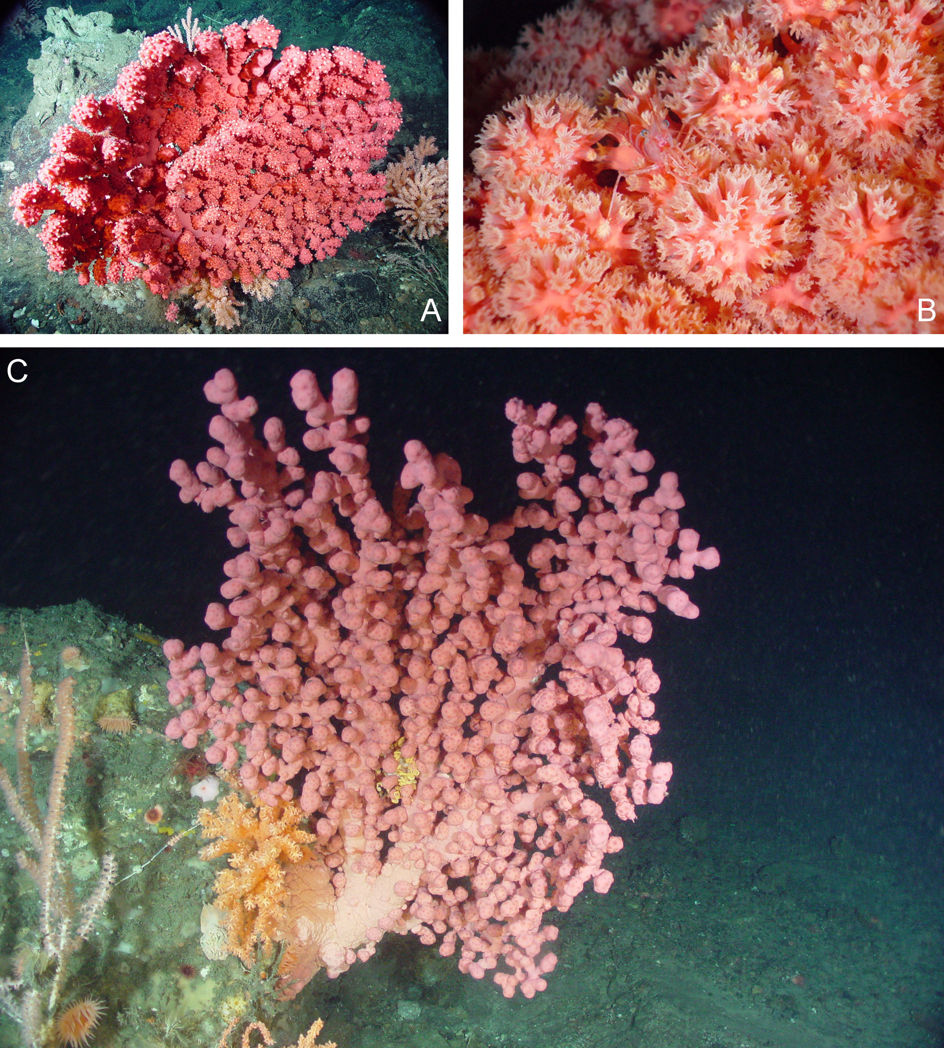 Frontiers | Climate-Change Refugia for the Bubblegum Coral