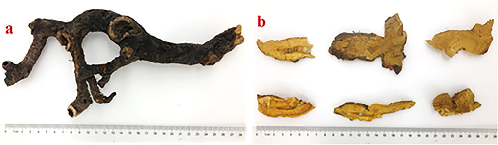 Frontiers | The Invasive Species Reynoutria japonica Houtt. as a 