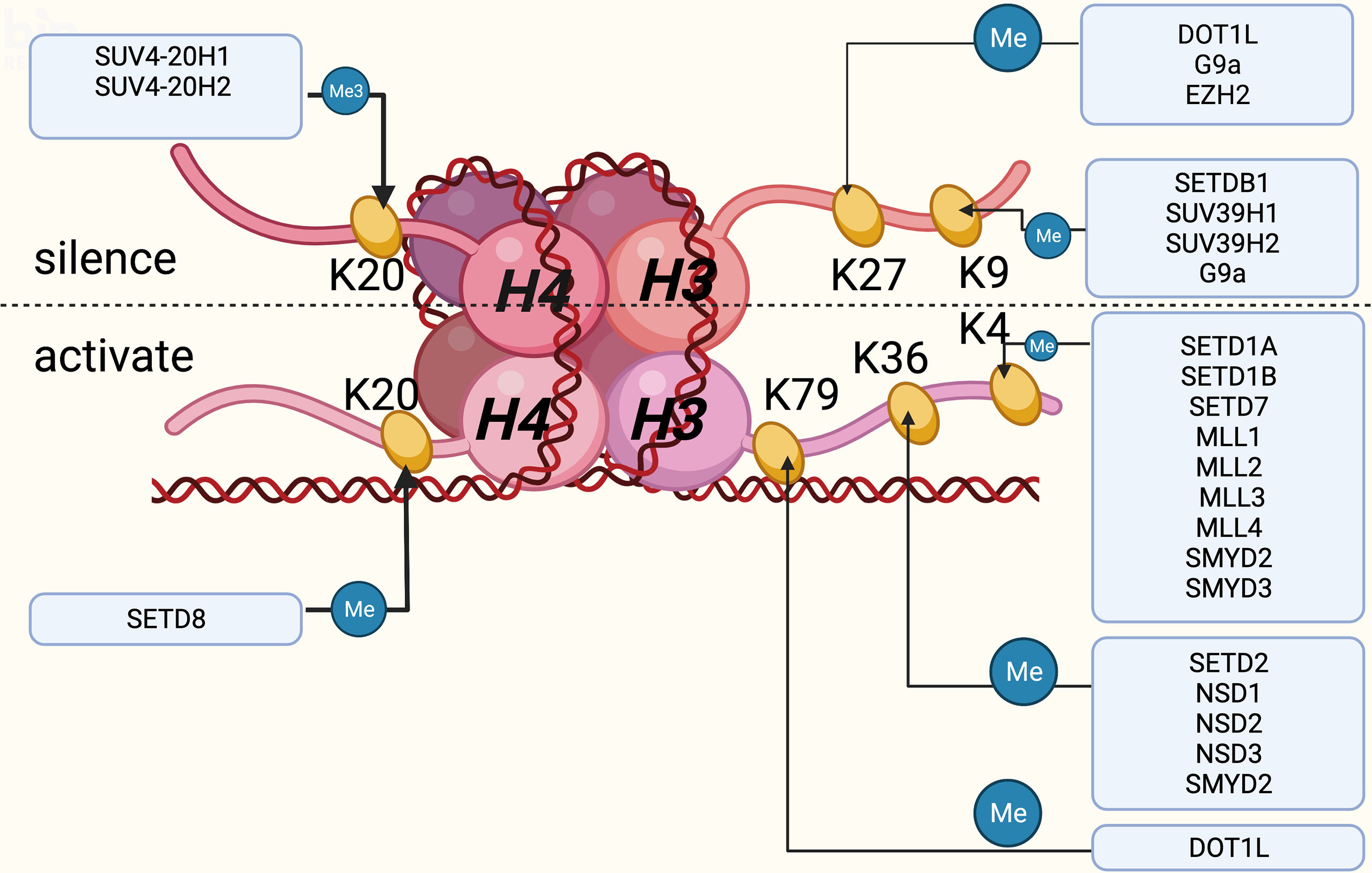 Frontiers | Histone Lysine Methylation Modification and Its Role in ...