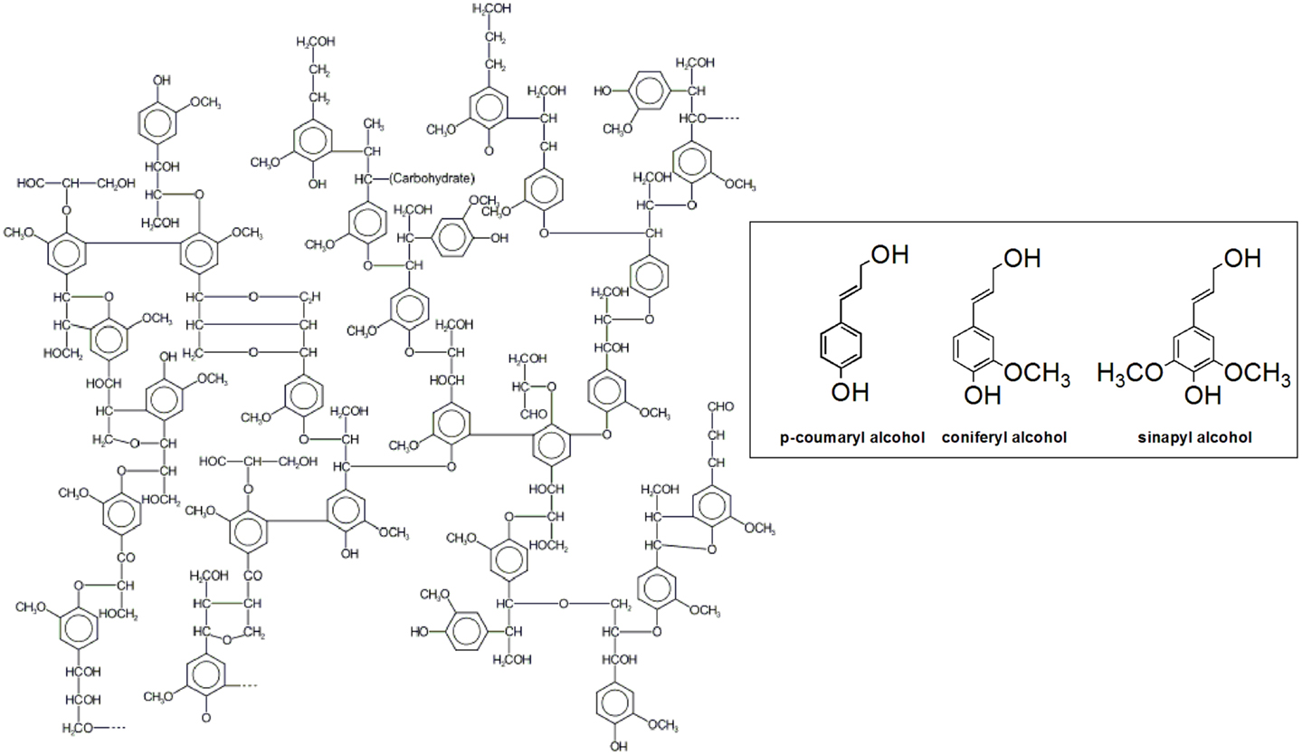 Graphene Facilitated Removal of Labetalol in Laccase-ABTS System: Reaction  Efficiency, Pathways and Mechanism