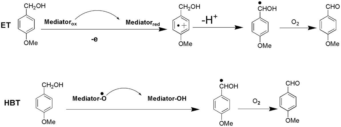 Graphene Facilitated Removal of Labetalol in Laccase-ABTS System: Reaction  Efficiency, Pathways and Mechanism