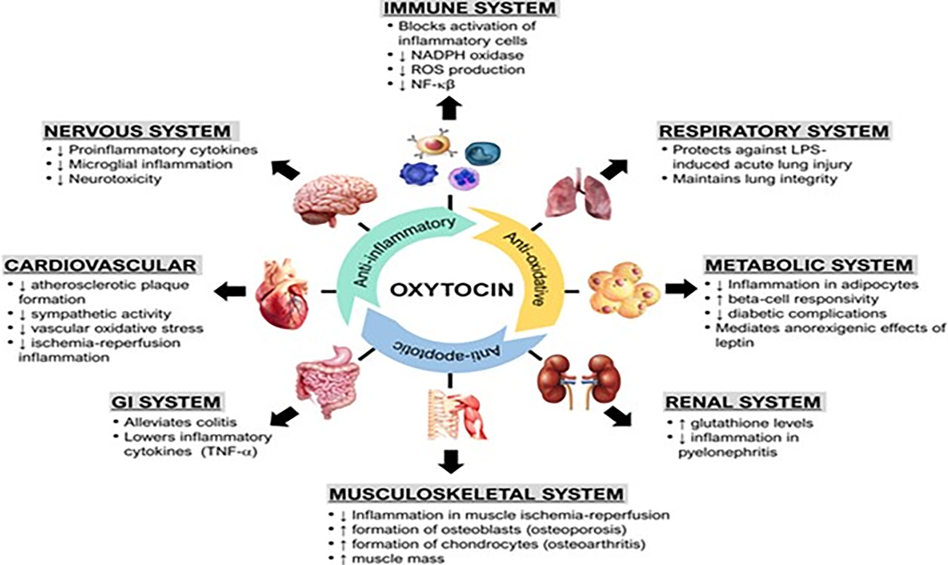 Frontiers | Oxytocin and Related Peptide Hormones: Candidate Anti-Inflammatory Therapy in Early Stages of Sepsis