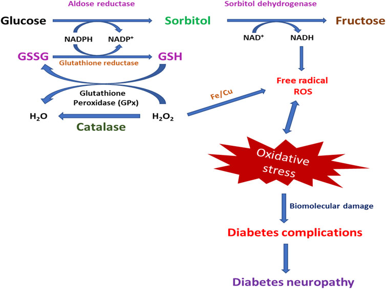 Diabetic Neuropathy Pathophysiology