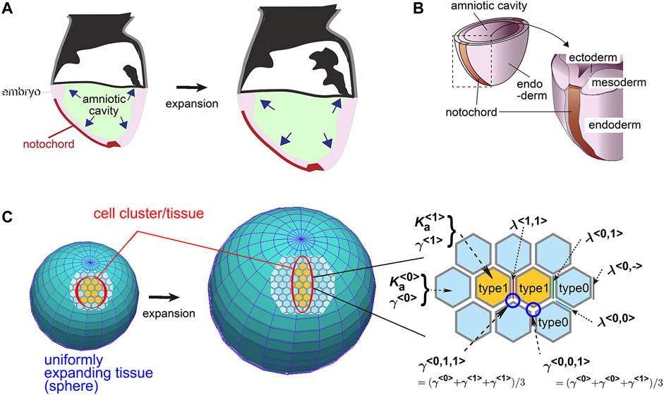 Differential cellular stiffness contributes to tissue elongation on an  expanding surface