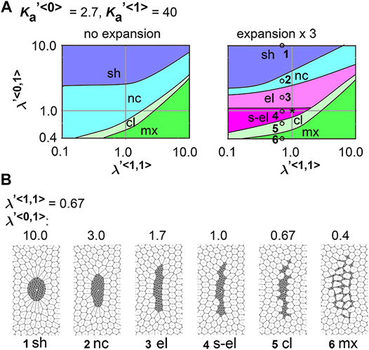 Differential cellular stiffness contributes to tissue elongation on an  expanding surface