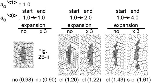 Differential cellular stiffness contributes to tissue elongation on an  expanding surface