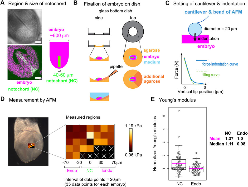 Differential cellular stiffness contributes to tissue elongation on an  expanding surface