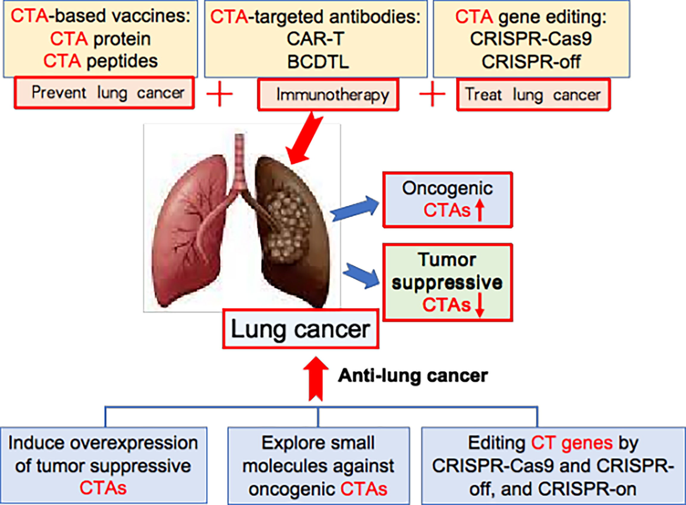 Frontiers Cancertestis Antigens As Biomarker And Target For The
