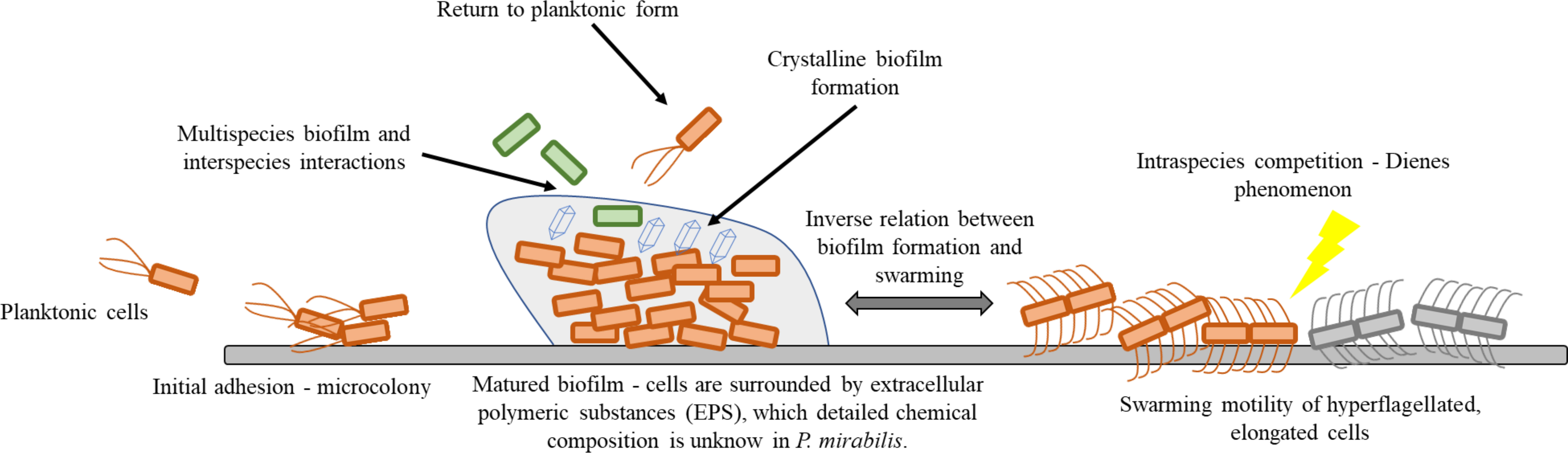 proteus mirabilis swarming motility