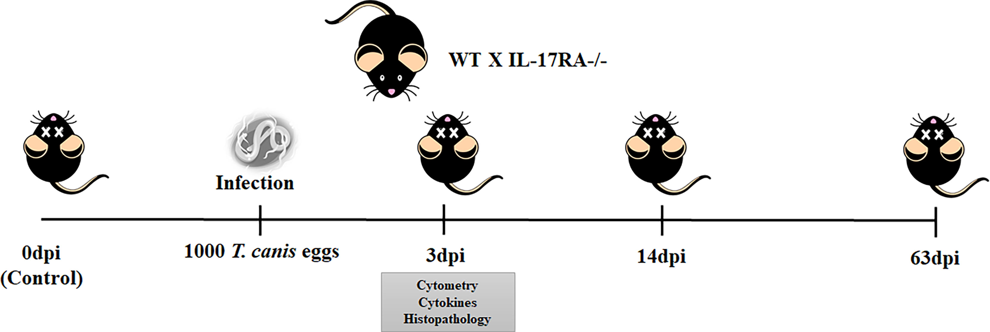 Immunization of Mice with a Live Transconjugant Shigella Hybrid Strain  Induced Th1 and Th17 Cell‐Mediated Immune Responses and Confirmed Passive  Protection Against Heterologous Shigellae - Nag - 2016 - Scandinavian  Journal of