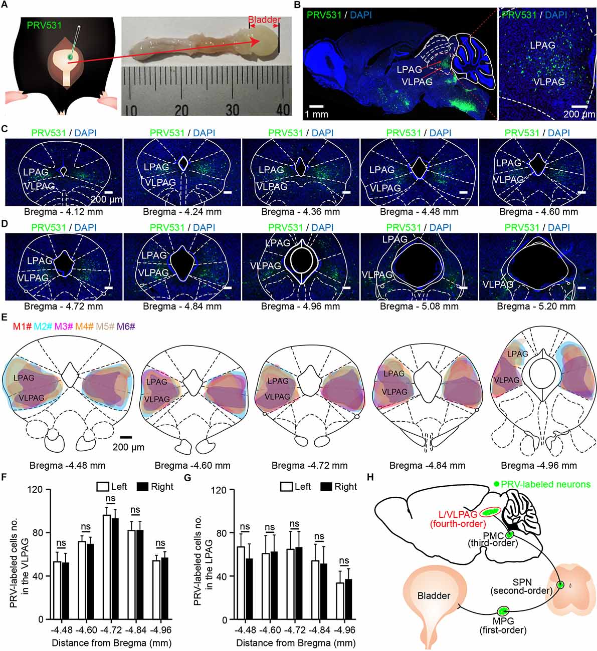 Frontiers | Ventrolateral Periaqueductal Gray Neurons Are Active