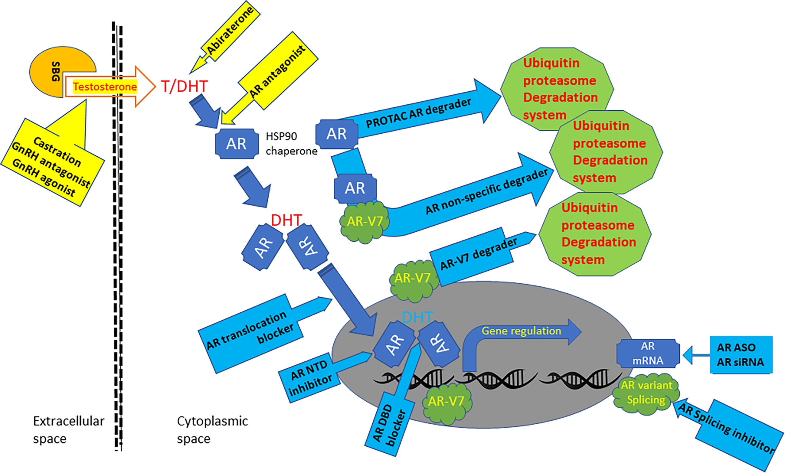 Frontiers Anti Androgen Receptor Therapies In Prostate Cancer A Brief Update And Perspective