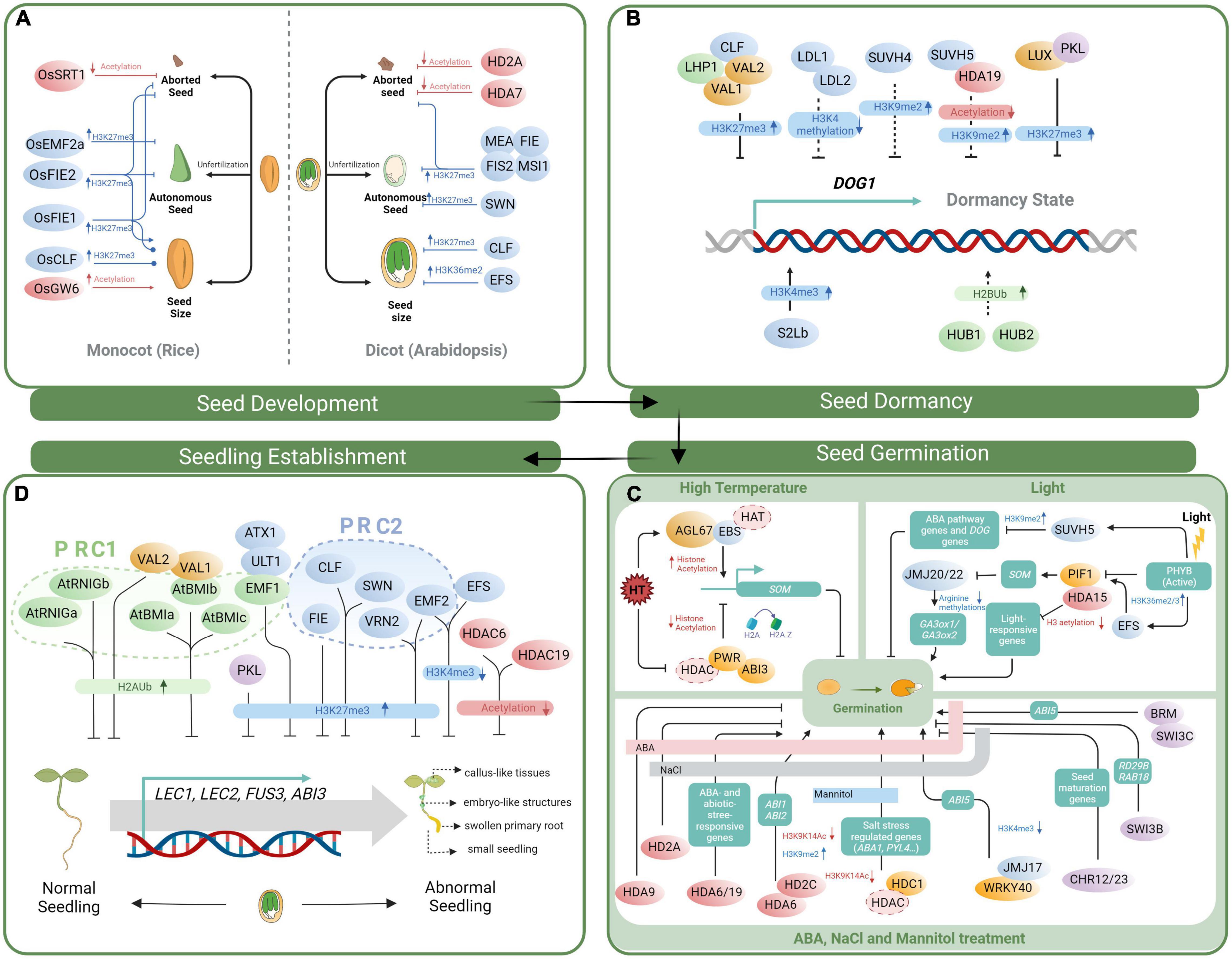 Frontiers Histone Modification and Chromatin Remodeling During the Seed Life Cycle