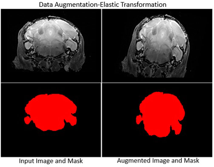 Frontiers  Automated Skull Stripping in Mouse Functional Magnetic  Resonance Imaging Analysis Using 3D U-Net