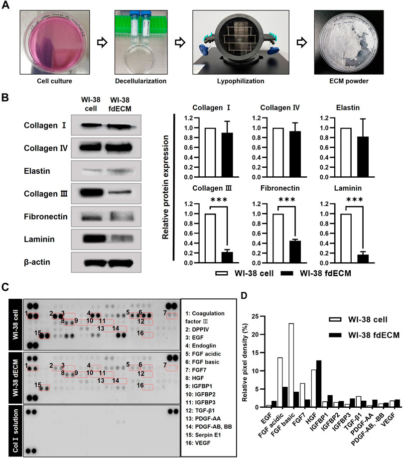 Frontiers Effect Of Decellularized Extracellular Matrix Bioscaffolds