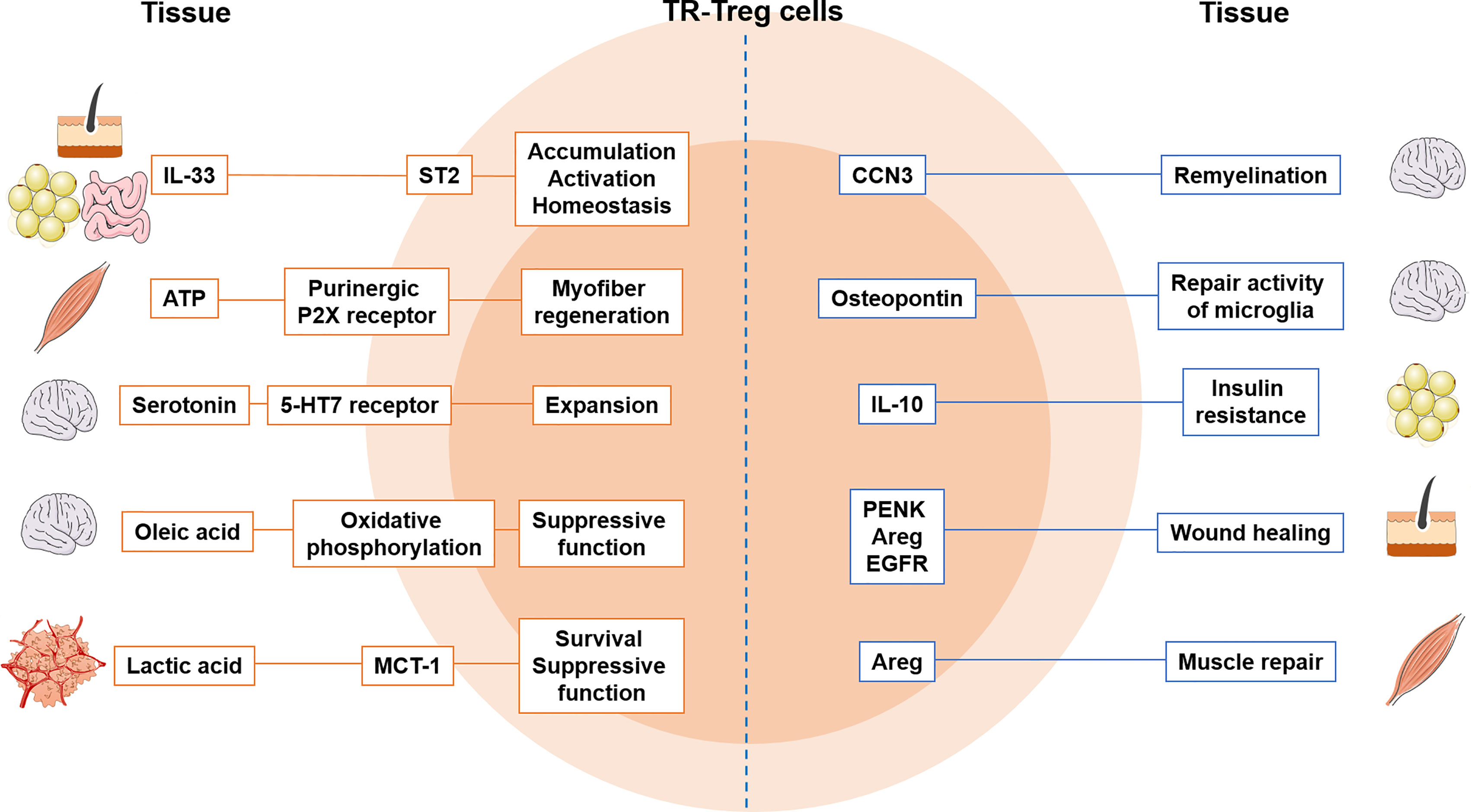 Frontiers | Tissue Resident Foxp3+ Regulatory T Cells: Sentinels and Saboteurs in Health and Disease Frontiers | Tissue Resident Foxp3+ Regulatory T Cells: Sentinels and Saboteurs in Health and Disease