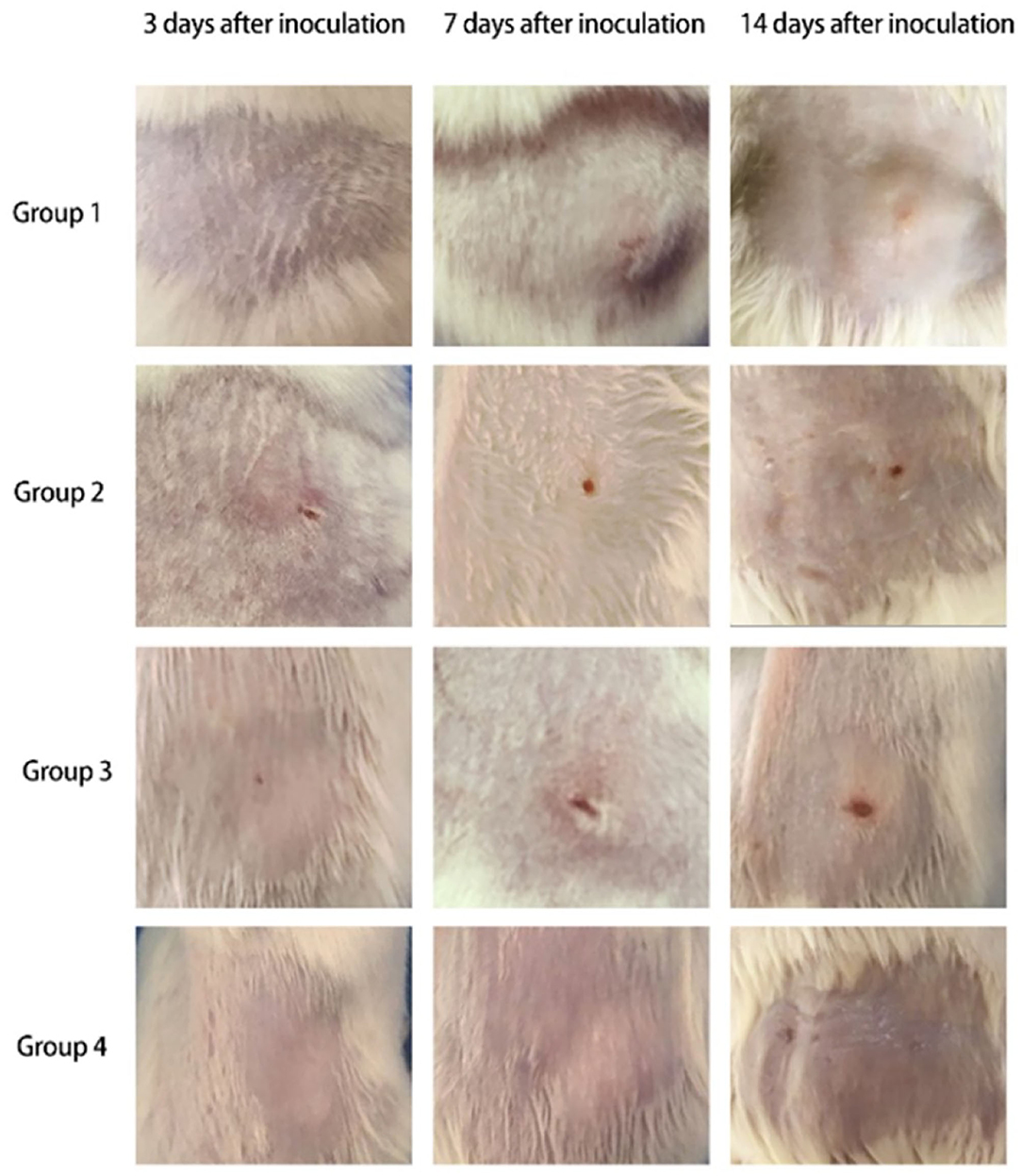 Frontiers | Trichoderma longibrachiatum-Associated Skin Inflammation ...