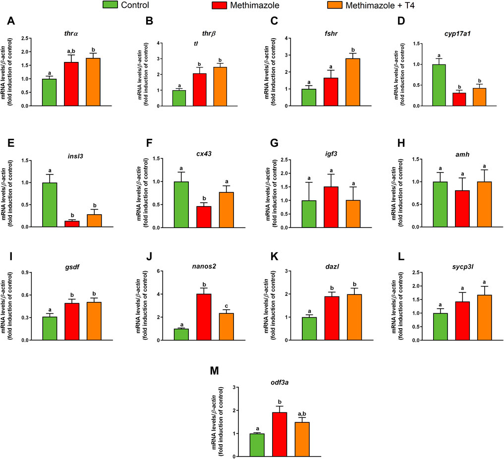 Histomorphometrical evaluation of zebrafish testes after in vivo