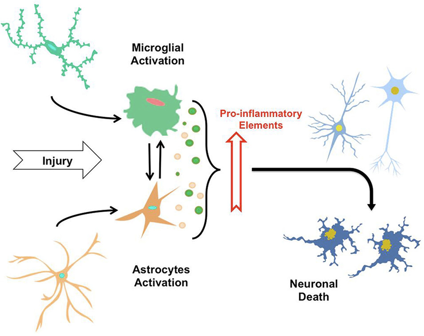 Longeveron Stock: Alzheimer's Phase Data Around The Corner, 44% OFF