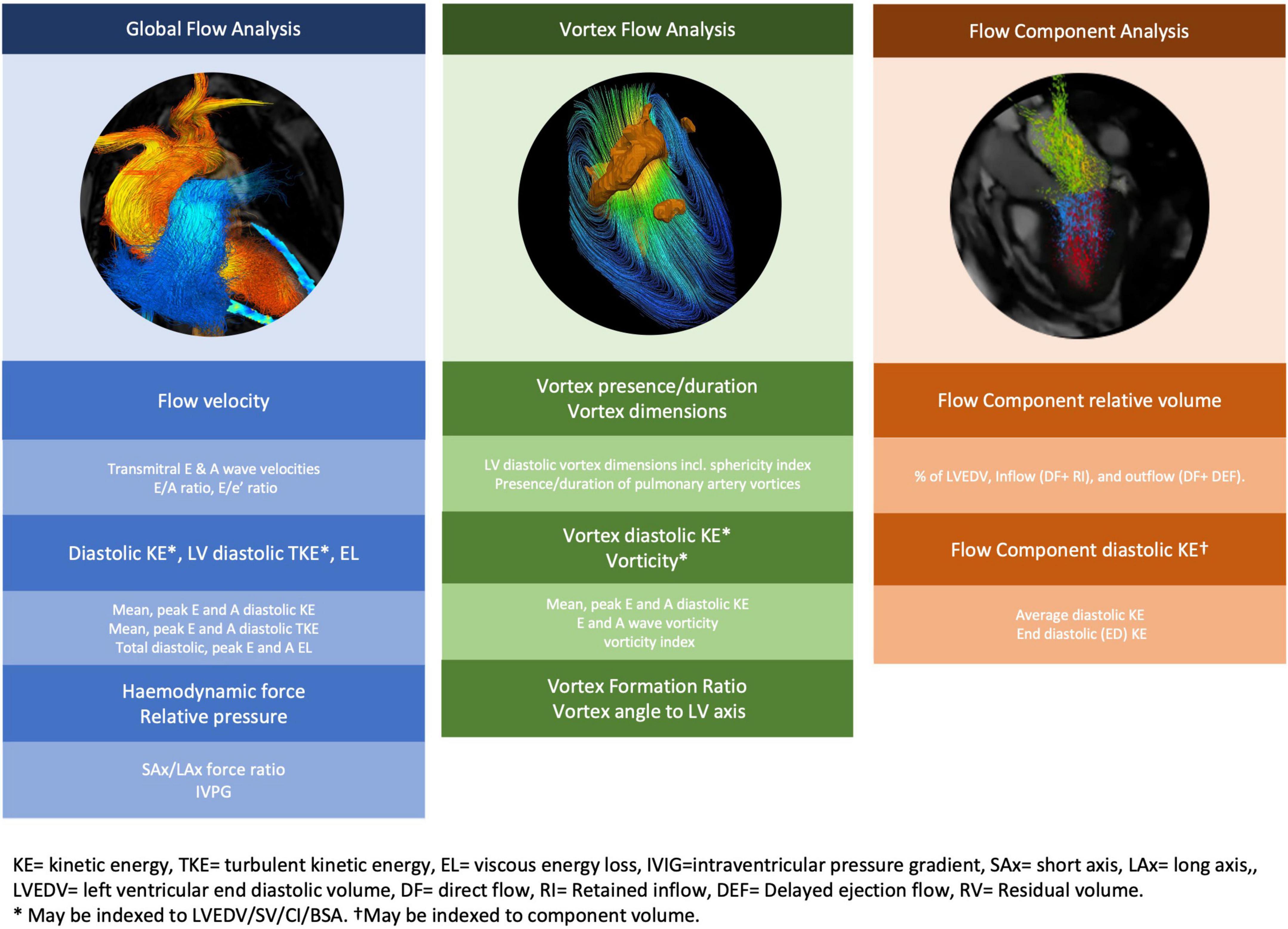 Global longitudinal strain calculation from phantom model (normal).