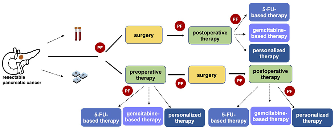 PDF) ACTN4 gene amplification is a predictive biomarker for