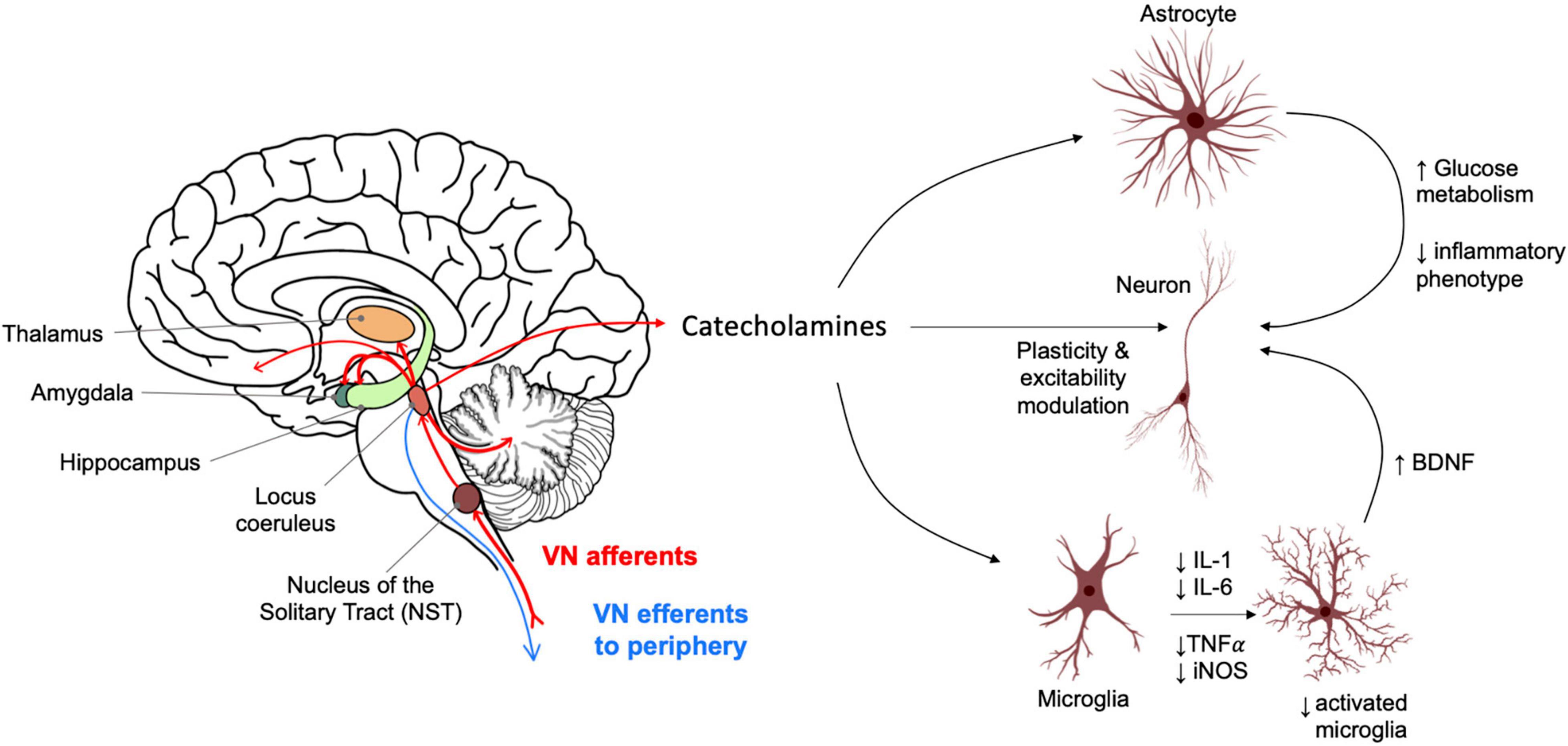 The vagus afferent network: emerging role in translational connectomics in:  Neurosurgical Focus Volume 45 Issue 3 (2018) Journals