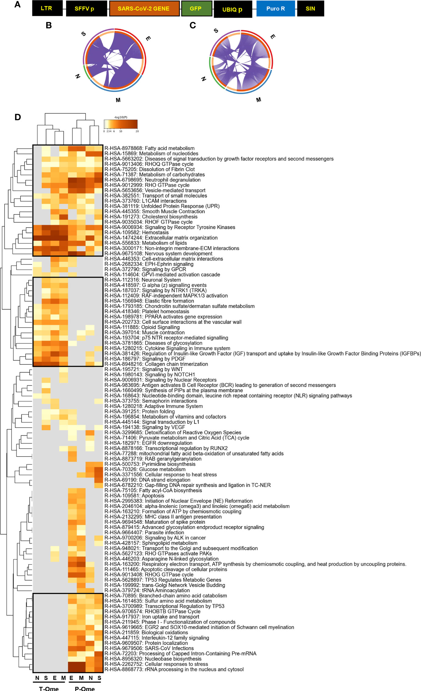 Frontiers  A Bioinformatics Approach to Investigate Structural and  Non-Structural Proteins in Human Coronaviruses